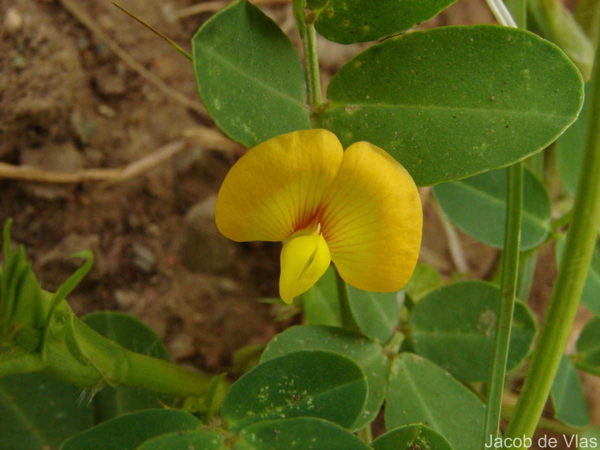Arachis hypogaea L.